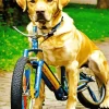 Labrador Retriever With A Bicycle Diamond Painting