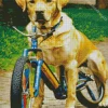 Labrador Retriever With A Bicycle Diamond Painting