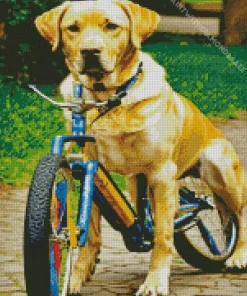 Labrador Retriever With A Bicycle Diamond Painting