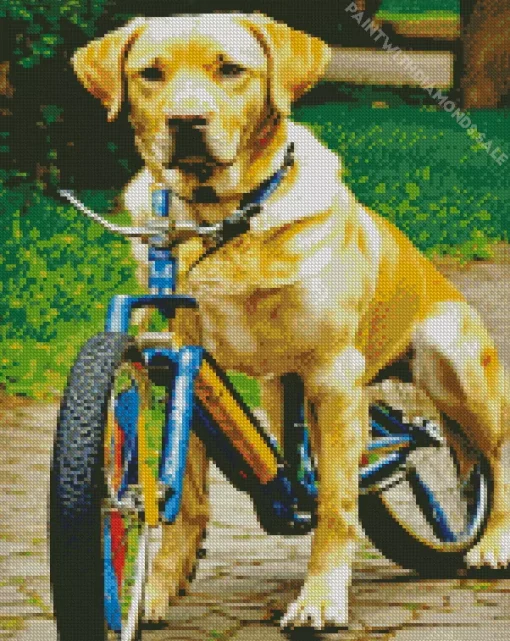 Labrador Retriever With A Bicycle Diamond Painting