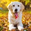 Labrador Retriever With Autumn Leaves Diamond Painting