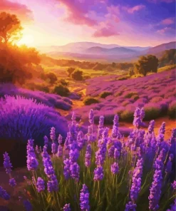 Lavender Field Diamond Painting