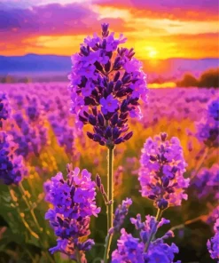 Lavender With Sunrise Diamond Painting