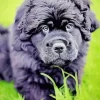 Newfoundland Dog Diamond Painting