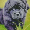 Newfoundland Dog Diamond Painting