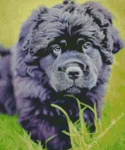 Newfoundland Dog Diamond Painting