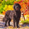 Newfoundland In A Garden Diamond Painting