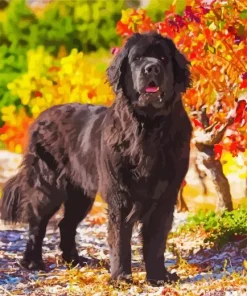 Newfoundland In A Garden Diamond Painting