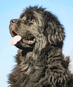 Newfoundland Looking Up Diamond Painting