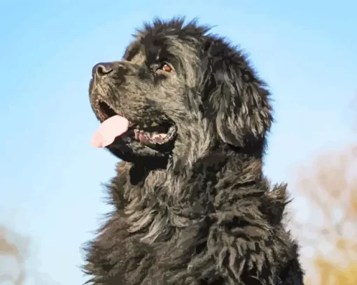 Newfoundland Looking Up Diamond Painting