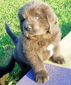 Newfoundland Puppy Diamond Painting