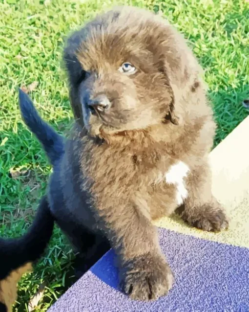 Newfoundland Puppy Diamond Painting