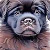 Newfoundland Puppy Art Diamond Painting