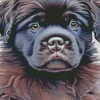 Newfoundland Puppy Art Diamond Painting