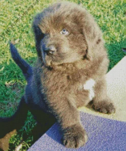 Newfoundland Puppy Diamond Painting