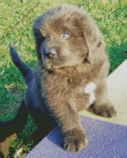 Newfoundland Puppy Diamond Painting