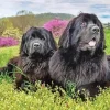 Newfoundlands Dogs Diamond Painting