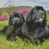 Newfoundlands Dogs Diamond Painting