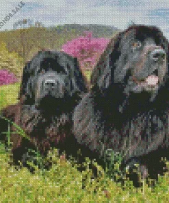 Newfoundlands Dogs Diamond Painting