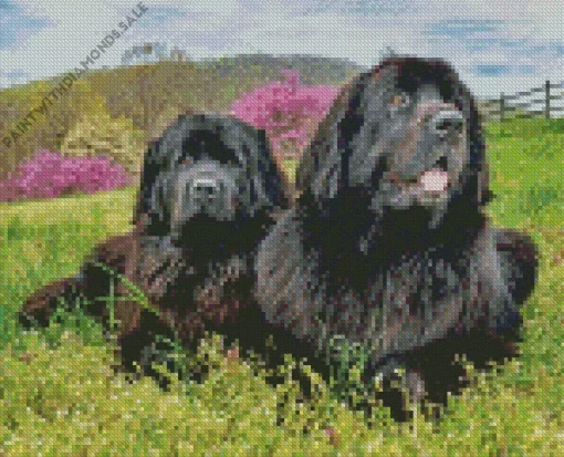 Newfoundlands Dogs Diamond Painting