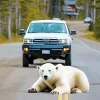 Polar Bear In The Road Diamond Painting