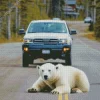 Polar Bear In The Road Diamond Painting