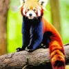 Red Panda With Elf Ears Diamond Painting