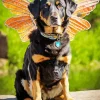 Rottweiler Dog With Wings Diamond Painting