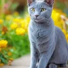 Russian Blue Cat Diamond Painting