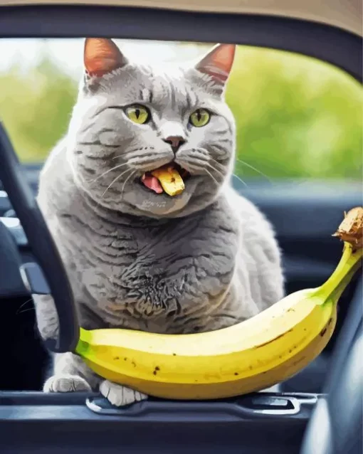 Russian Blue Eating Banana Diamond Painting