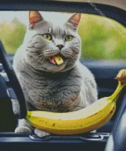 Russian Blue Eating Banana Diamond Painting