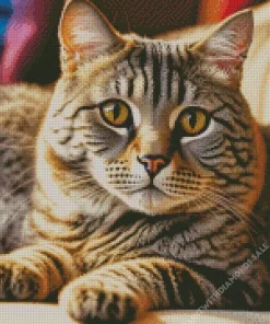 Tabby Cat With Brown Eyes Diamond Painting