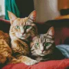 Tabby Cats With Green Eyes Diamond Painting