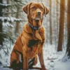 Vizsla In Snow Diamond Painting