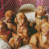 Vizsla Puppies Diamond Painting