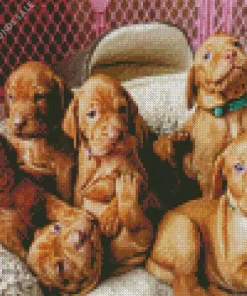 Vizsla Puppies Diamond Painting