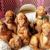 Vizsla Puppies Diamond Painting