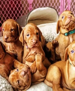 Vizsla Puppies Diamond Painting