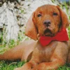 Vizsla With A Dickie Bow Diamond Painting