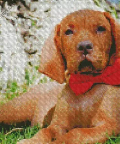 Vizsla With A Dickie Bow Diamond Painting