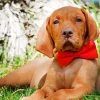 Vizsla With A Dickie Bow Diamond Painting