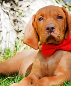 Vizsla With A Dickie Bow Diamond Painting