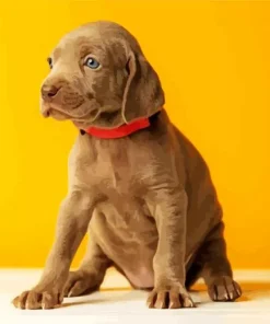 Weimaraner Puppy Diamond Painting