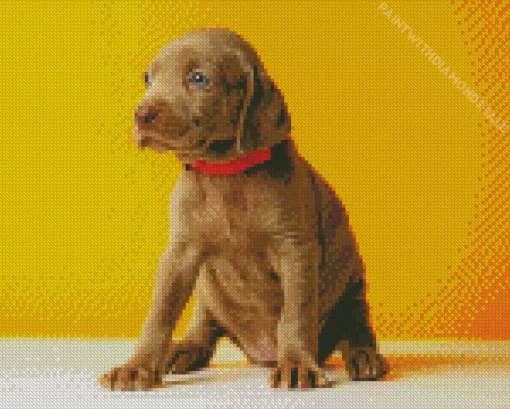 Weimaraner Puppy Diamond Painting