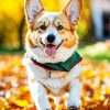 Welsh Corgis Playing In Leaves Diamond Painting