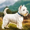 West Highland Terrier Dog Diamond Painting