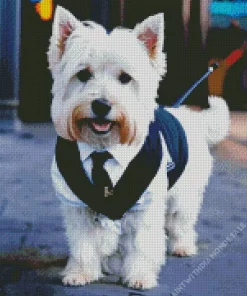 West Highland Terrier In Suit Diamond Painting