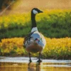 Wood Duck By Lake Diamond Painting