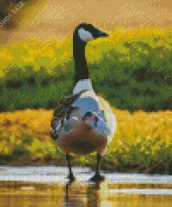 Wood Duck By Lake Diamond Painting