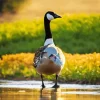 Wood Duck By Lake Diamond Painting